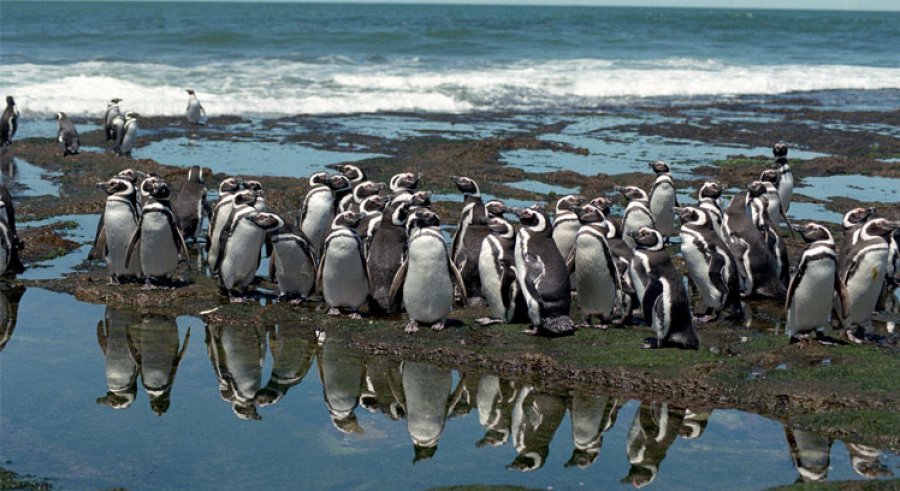 Pinguinos en Punta Tombo